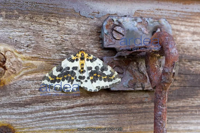 : 80180872 Magpie Moth Summer - Cornwall, UK Abraxas : 80180872 Magpie Moth Summer - Cornwall, UK Abraxas