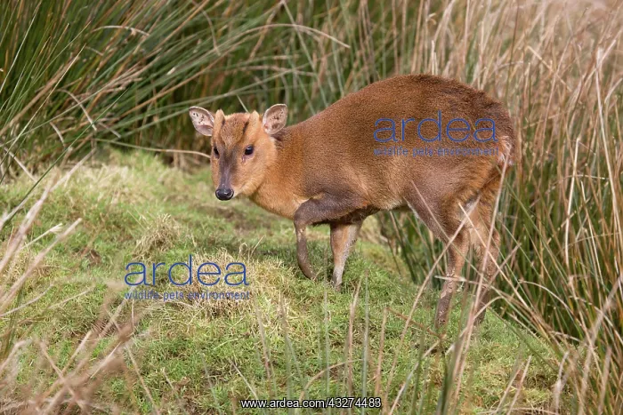 : 80180878 Muntjac Deer Cornwall, UK Muntiacus reevesi : 80180878 Muntjac Deer Cornwall, UK Muntiacus reevesi