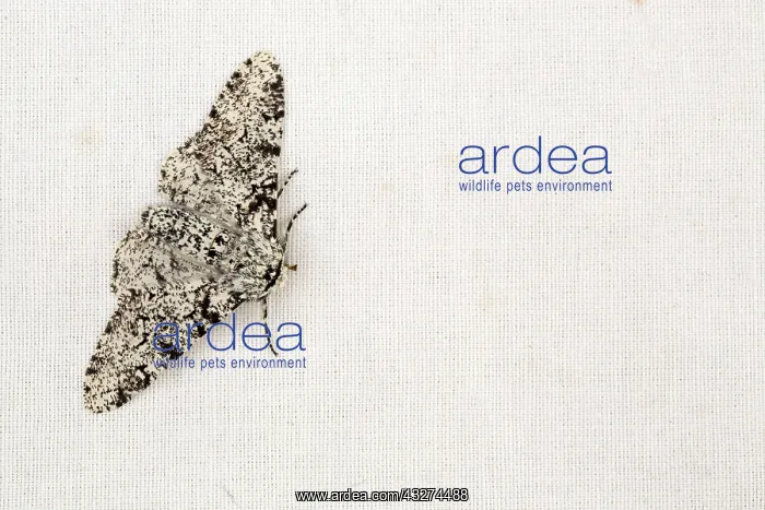 : 80180880 Peppered Moth Summer - Cornwall, UK Biston : 80180880 Peppered Moth Summer - Cornwall, UK Biston