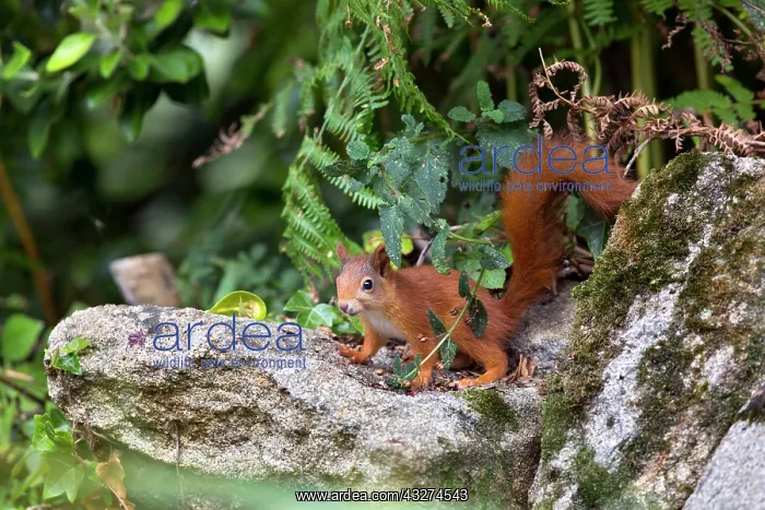 : 80180891 Red Squirrel Tresco, Isles of Scilly, UK : 80180891 Red Squirrel Tresco, Isles of Scilly, UK