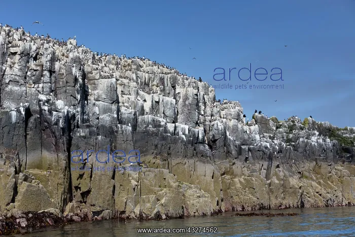 : 80180895 Seabird Colony Inner Farne, Northumberland : 80180895 Seabird Colony Inner Farne, Northumberland