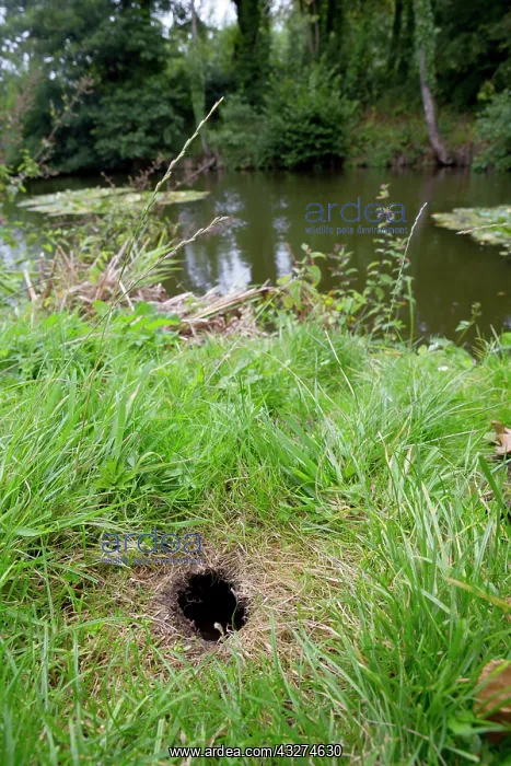 : 80180911 Northern / European Water Vole Hole Bude : 80180911 Northern / European Water Vole Hole Bude