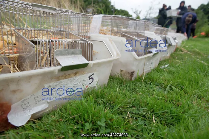 : 80180912 Northern / European Water Vole Hole - in : 80180912 Northern / European Water Vole Hole - in