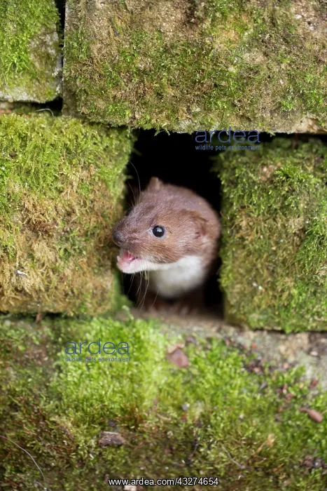 : 80180917 Least Weasel - in stone wall Devon, UK : 80180917 Least Weasel - in stone wall Devon, UK