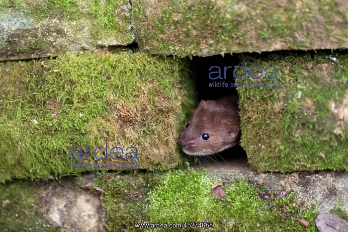 : 80180918 Least Weasel - in stone wall Devon, UK : 80180918 Least Weasel - in stone wall Devon, UK