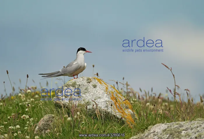  : 80180924 Artic Tern - perched on rock vantage post