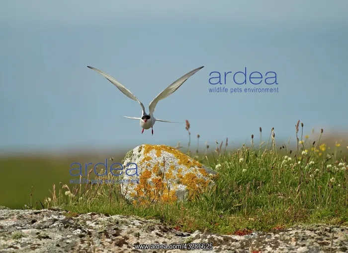 : 80180925 Artic Tern - calling and taking off from : 80180925 Artic Tern - calling and taking off from