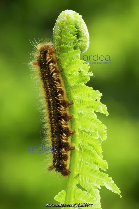 : 80180931 Drinker Moth Caterpillar crawling along : 80180931 Drinker Moth Caterpillar crawling along