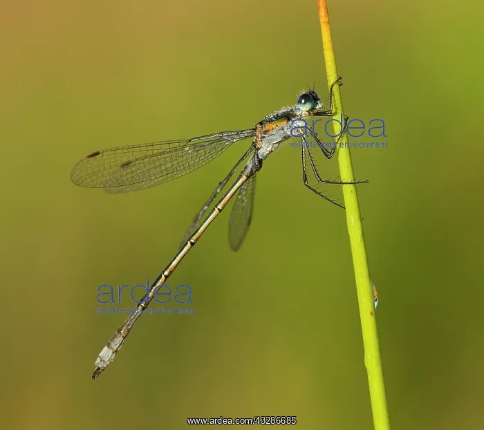 : 80180932 Emerald Damselfly - male resting on reed : 80180932 Emerald Damselfly - male resting on reed