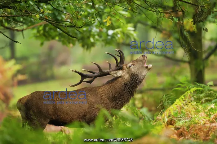 : 80180939 Red Deer Stag - male bellowing with head : 80180939 Red Deer Stag - male bellowing with head