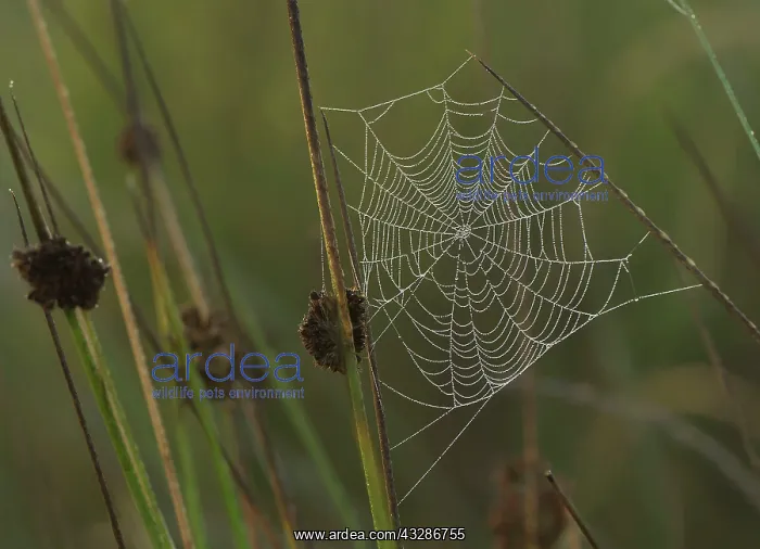: 80180940 Spider's Web - covered in early morning : 80180940 Spider's Web - covered in early morning