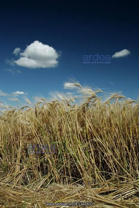 : 80181162 Barley - with summer sky with Cumulus clouds : 80181162 Barley - with summer sky with Cumulus clouds
