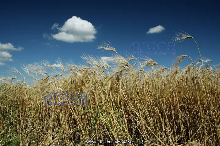 : 80181163 Barley - with summer sky with Cumulus clouds : 80181163 Barley - with summer sky with Cumulus clouds