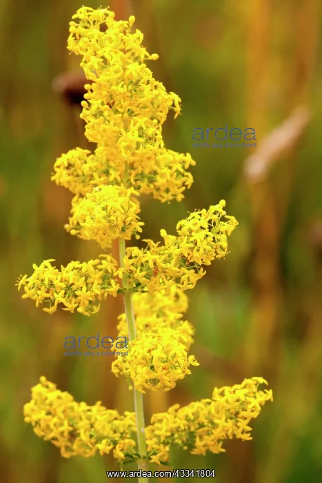 : 80181164 Yellow / Lady's Bedstraw - (contains chemical : 80181164 Yellow / Lady's Bedstraw - (contains chemical