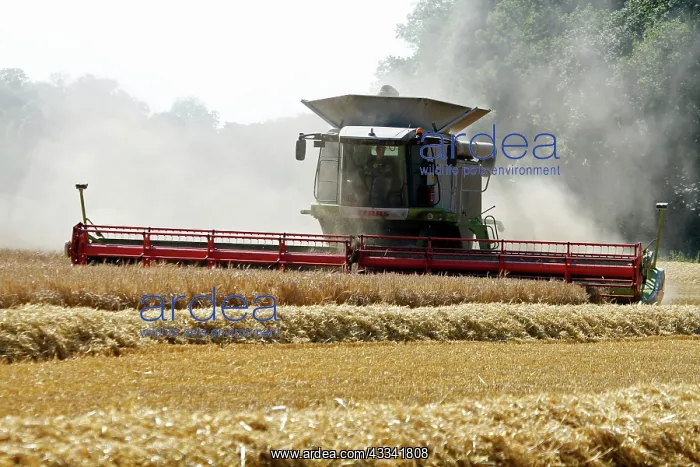 : 80181166 Combined Harvester - harvesting Barley : 80181166 Combined Harvester - harvesting Barley