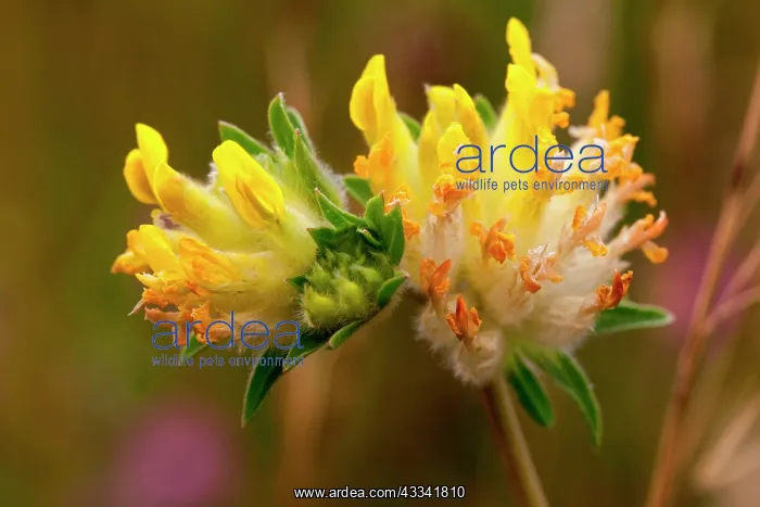 : 80181167 Common Kidney Vetch / Woundwort - on chalk : 80181167 Common Kidney Vetch / Woundwort - on chalk