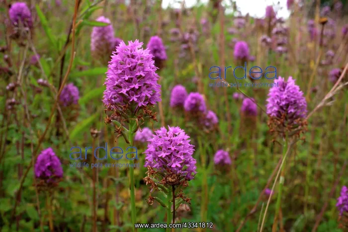: 80181168 Pyramidal Orchid near Newbury, Berkshire : 80181168 Pyramidal Orchid near Newbury, Berkshire