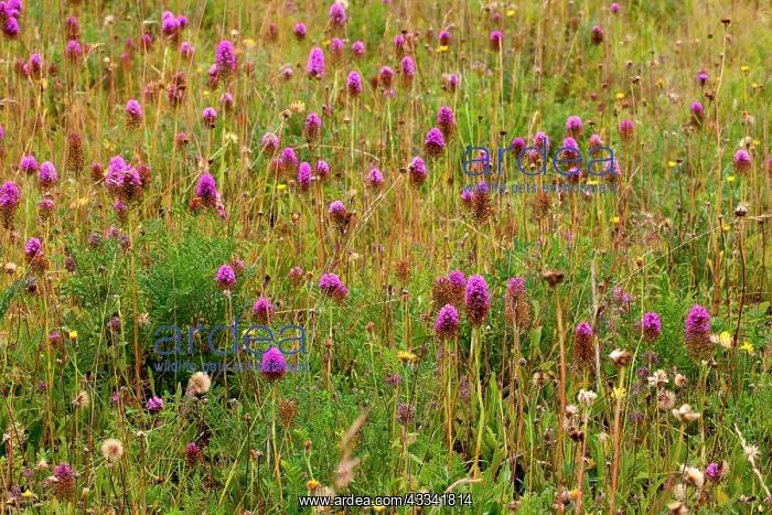 : 80181169 Pyramidal Orchid near Newbury, Berkshire : 80181169 Pyramidal Orchid near Newbury, Berkshire