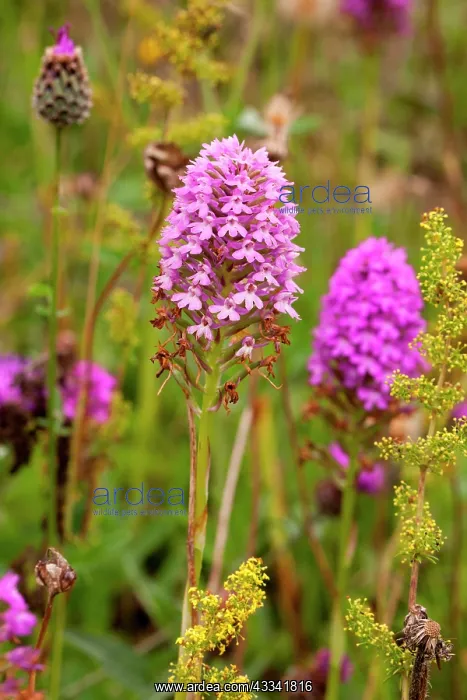 : 80181170 Pyramidal Orchid near Newbury, Berkshire : 80181170 Pyramidal Orchid near Newbury, Berkshire