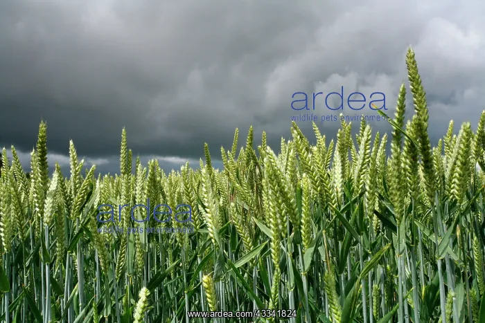 : 80181175 Wheat - under storm laden sky North Wessex : 80181175 Wheat - under storm laden sky North Wessex