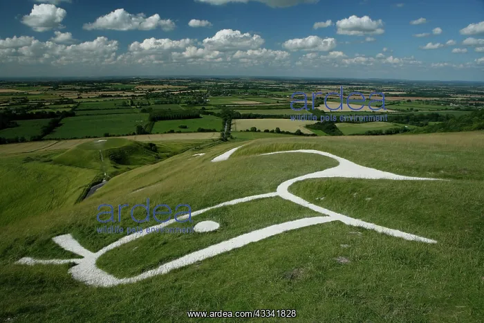 : 80181176 Uffington White Horse - a Bronze Age monument : 80181176 Uffington White Horse - a Bronze Age monument
