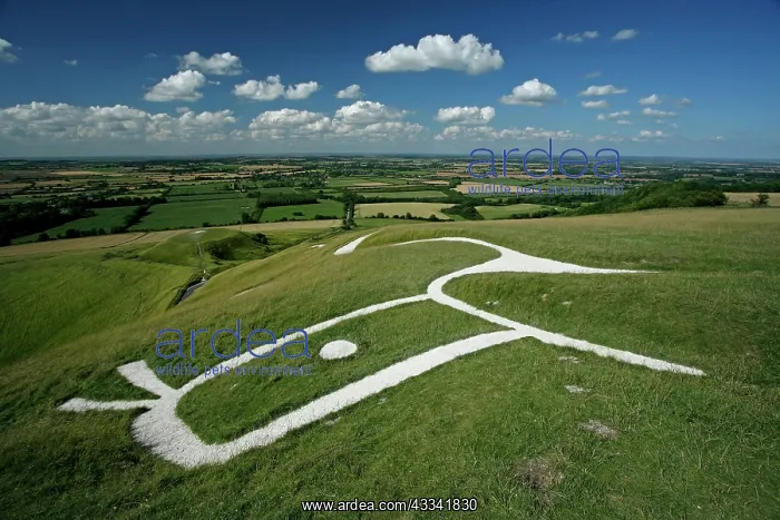 : 80181177 Uffington White Horse - a Bronze Age monument : 80181177 Uffington White Horse - a Bronze Age monument