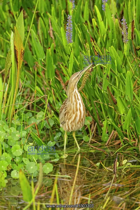 : 80181178 American Bittern - (these wetlands were : 80181178 American Bittern - (these wetlands were