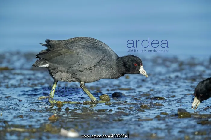 : 80181179 American Coot - March Connecticut, USA : 80181179 American Coot - March Connecticut, USA