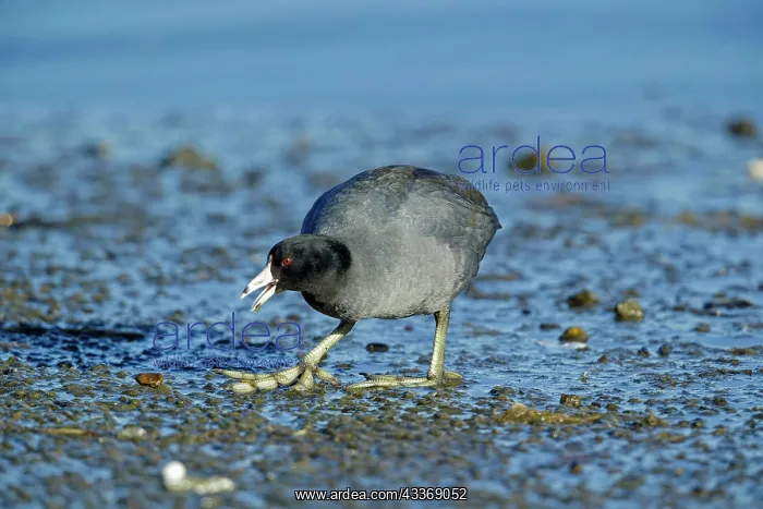 : 80181181 American Coot - foraging on shoreline in : 80181181 American Coot - foraging on shoreline in