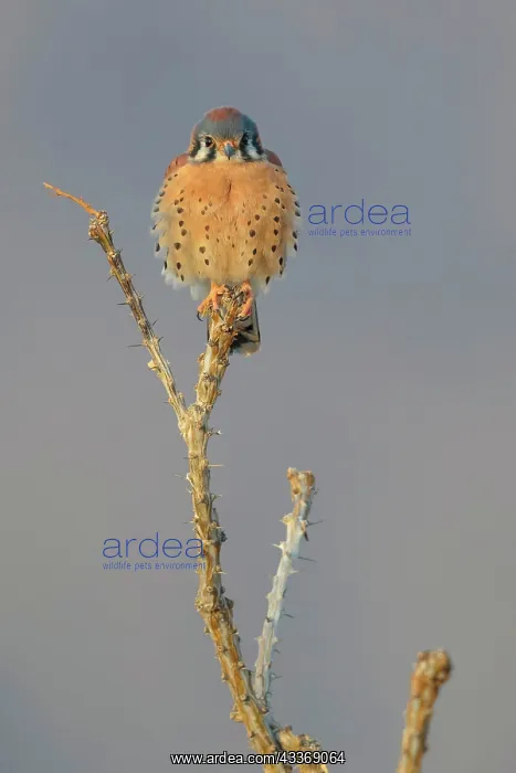 : 80181183 American Kestrel - adult male perched on : 80181183 American Kestrel - adult male perched on