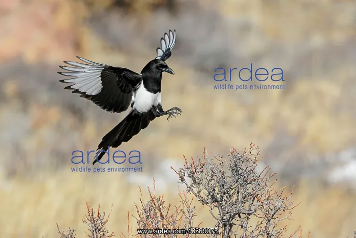 : 80181185 Black-billed Magpie - in flight - January : 80181185 Black-billed Magpie - in flight - January