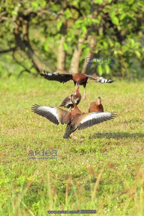 : 80181186 Black-bellied Whistling Duck - males dueling : 80181186 Black-bellied Whistling Duck - males dueling