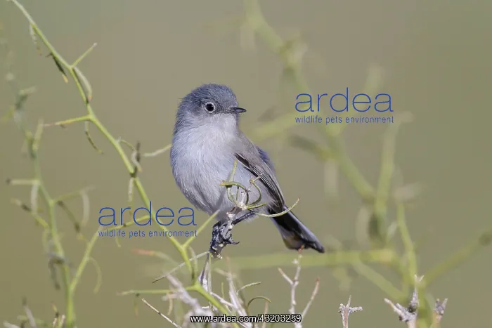 : 80181188 Black-tailed Gnatcatcher - in bushes in : 80181188 Black-tailed Gnatcatcher - in bushes in