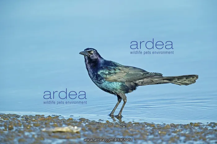 : 80181189 Boat-tailed Grackle - male foraging along : 80181189 Boat-tailed Grackle - male foraging along