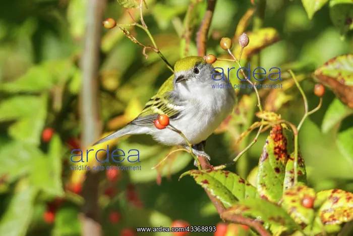: 80181191 Chestnut-sided Warbler - winter plumage : 80181191 Chestnut-sided Warbler - winter plumage
