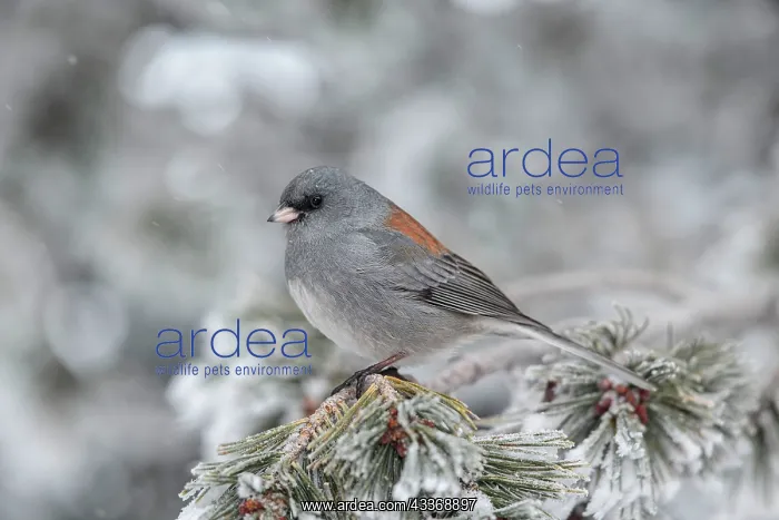 : 80181192 Dark-eyed Junco - (Gray-headed form) in : 80181192 Dark-eyed Junco - (Gray-headed form) in