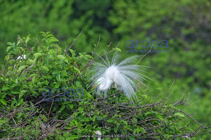 : 80181203 Common / Great Egret - displaying breeding : 80181203 Common / Great Egret - displaying breeding