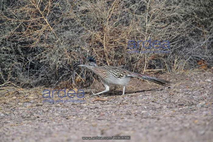  : 80181204 Greater Roadrunner - winter New Mexico