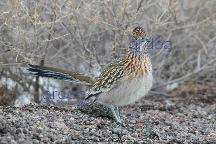 : 80181206 Greater Roadrunner - winter New Mexico : 80181206 Greater Roadrunner - winter New Mexico