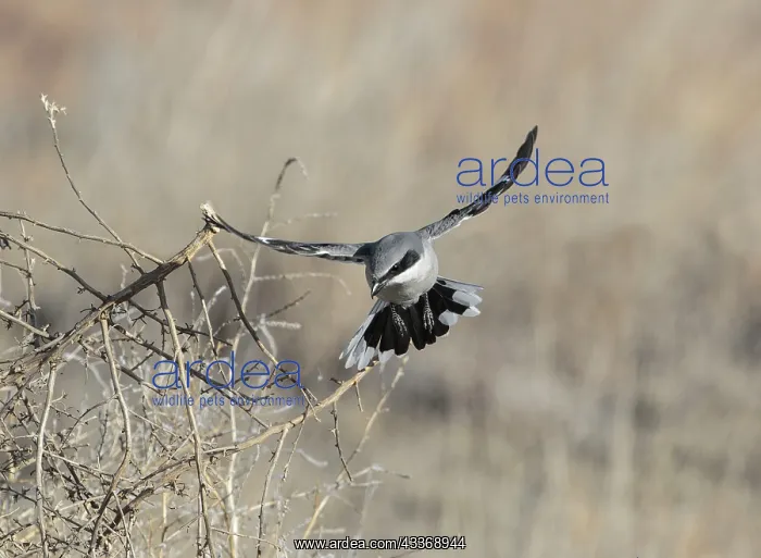 : 80181210 Loggerhead Shrike - in flight in winter : 80181210 Loggerhead Shrike - in flight in winter
