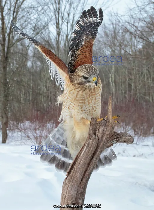 : 80181214 Red-shouldered Hawk - adult in flight - : 80181214 Red-shouldered Hawk - adult in flight -