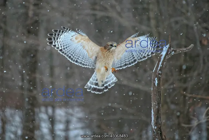 : 80181216 Red-shouldered Hawk - adult in flight - : 80181216 Red-shouldered Hawk - adult in flight -