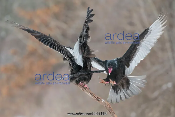 : 80181220 Turkey Vulture - in flight landing on dead : 80181220 Turkey Vulture - in flight landing on dead