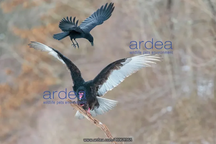  : 80181221 Turkey Vulture - in flight landing on dead