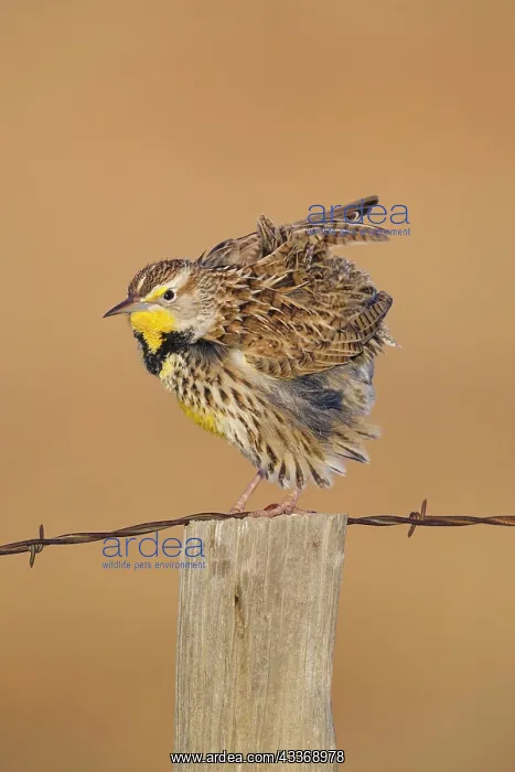 : 80181224 Western Meadowlark - perched on fencepost : 80181224 Western Meadowlark - perched on fencepost