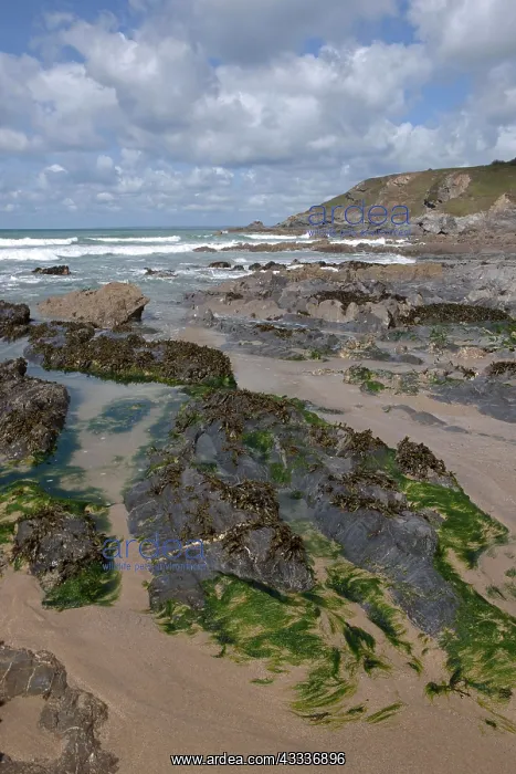 : 80181227 Beach - (area used in TV series Poldark) : 80181227 Beach - (area used in TV series Poldark)