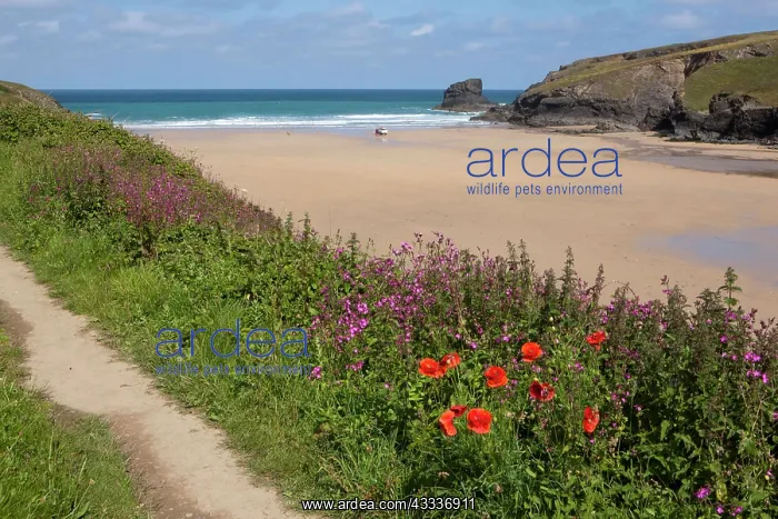 : 80181234 Beach - (area used in TV series Poldark) : 80181234 Beach - (area used in TV series Poldark)