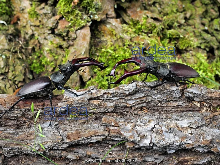 : 80181377 Stag Beetle males fighting Lucanus cervus : 80181377 Stag Beetle males fighting Lucanus cervus