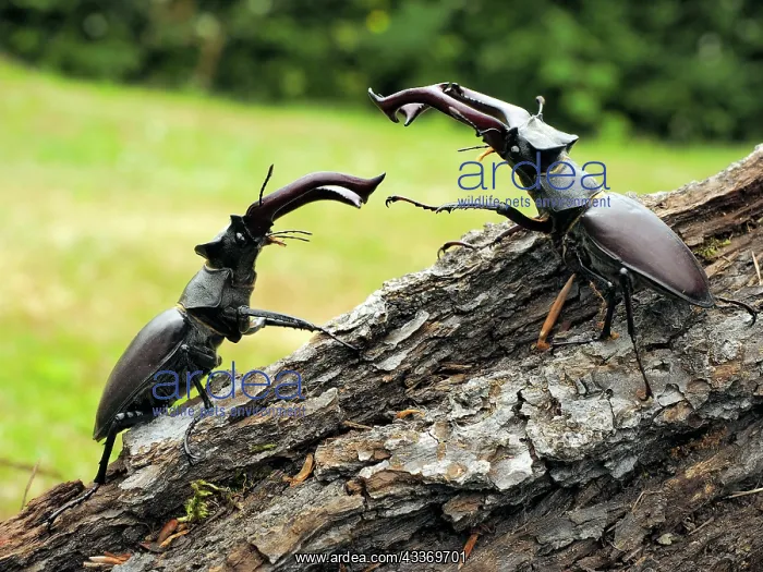 : 80181378 Stag Beetle males fighting Lucanus cervus : 80181378 Stag Beetle males fighting Lucanus cervus