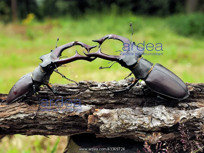 : 80181382 Stag Beetle males fighting Lucanus cervus : 80181382 Stag Beetle males fighting Lucanus cervus